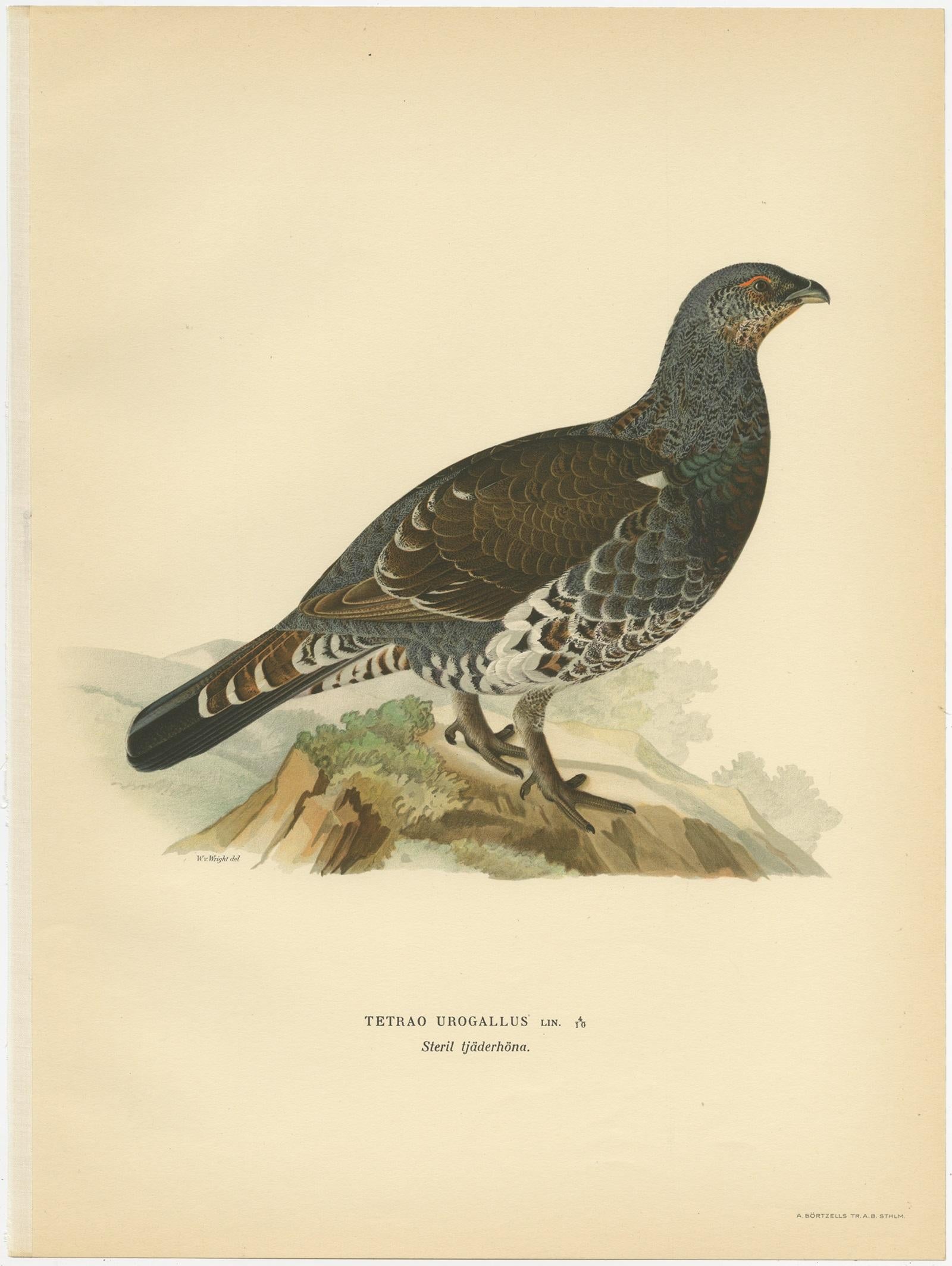 Gravure ancienne d'oiseau intitulée 'Tetrao Urogallus'. Ancienne gravure d'oiseaux représentant le Grand Tétras occidental 'mâle'. Cette gravure provient de 