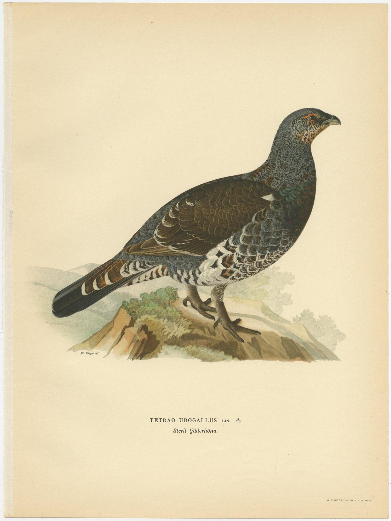 Antique bird print titled 'Tetrao Urogallus'. Old bird print depicting the Western Capercaillie 'Male'. This print originates from 'Svenska Foglar Efter Naturen Och Pa Stenritade' by Magnus von Wright.