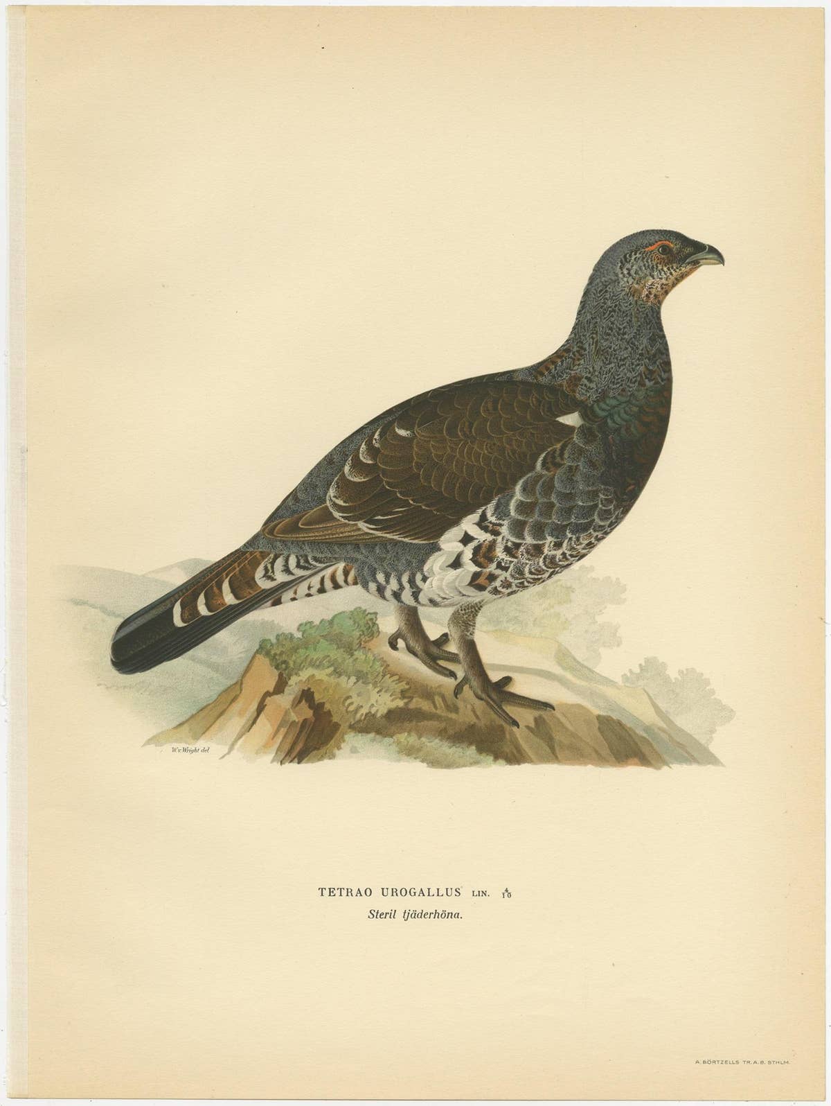 Antique Bird Print of the Western Capercaillie 'Male' by Von Wright, 1929