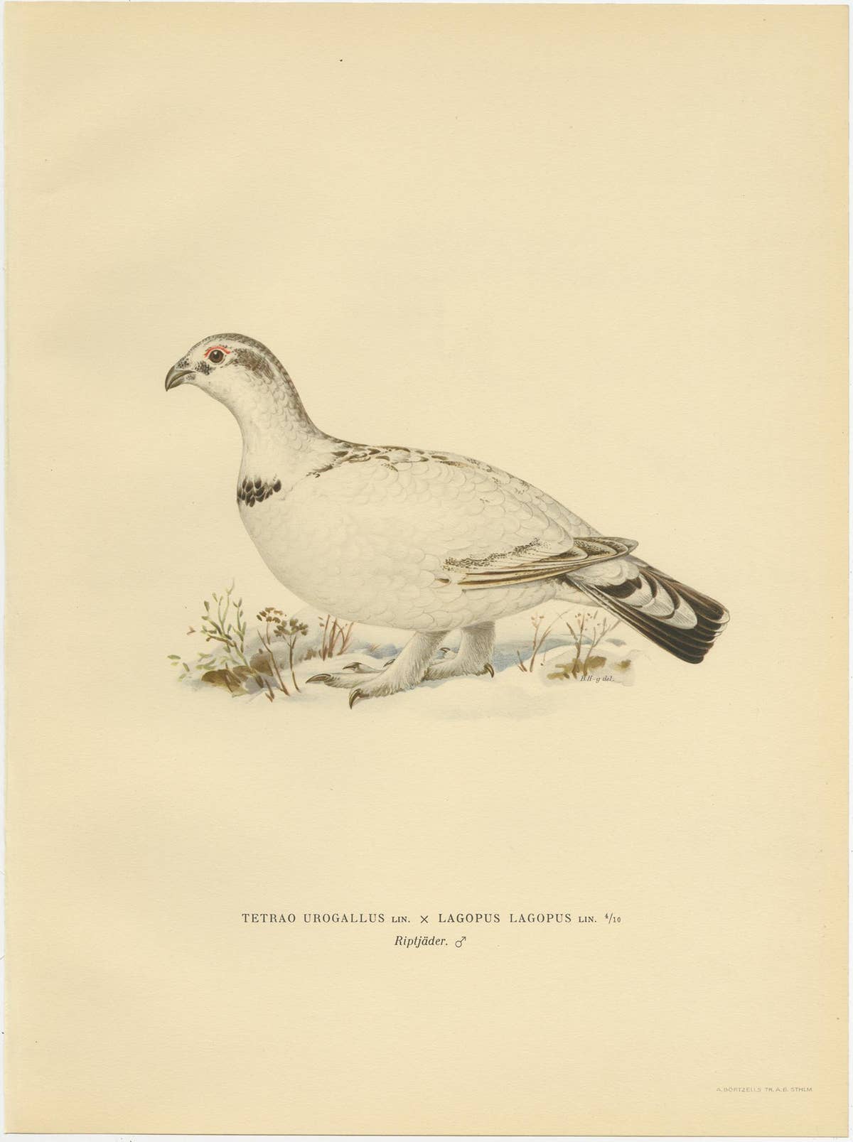 Antique Bird Print of the Western Capercaillie 'Male' by Von Wright, 1929
