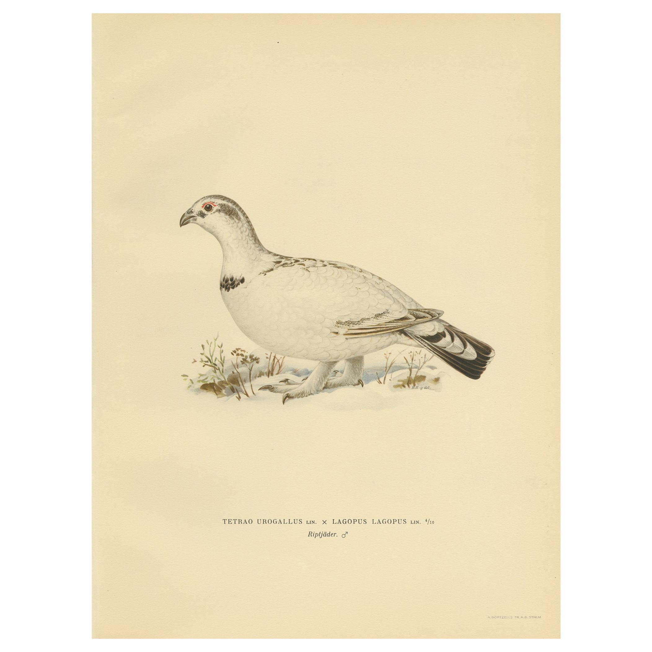 Impression ancienne d'oiseau du Caprcaillie occidental « Male » par Von Wright, 1929 en vente