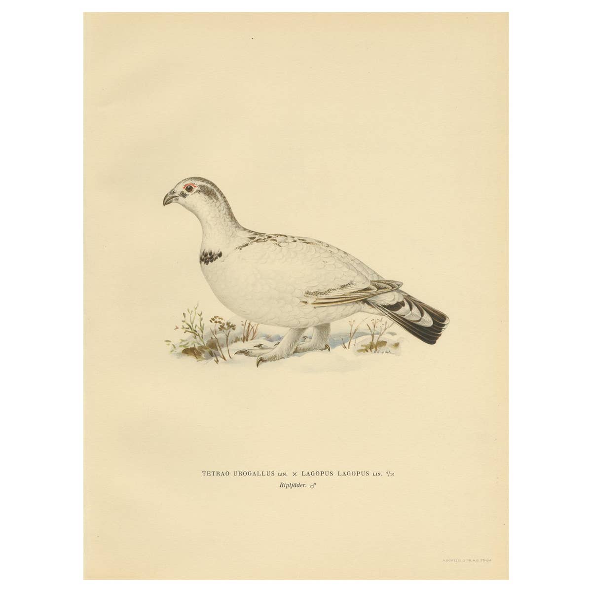Antique Bird Print of the Western Capercaillie 'Male' by Von Wright, 1929