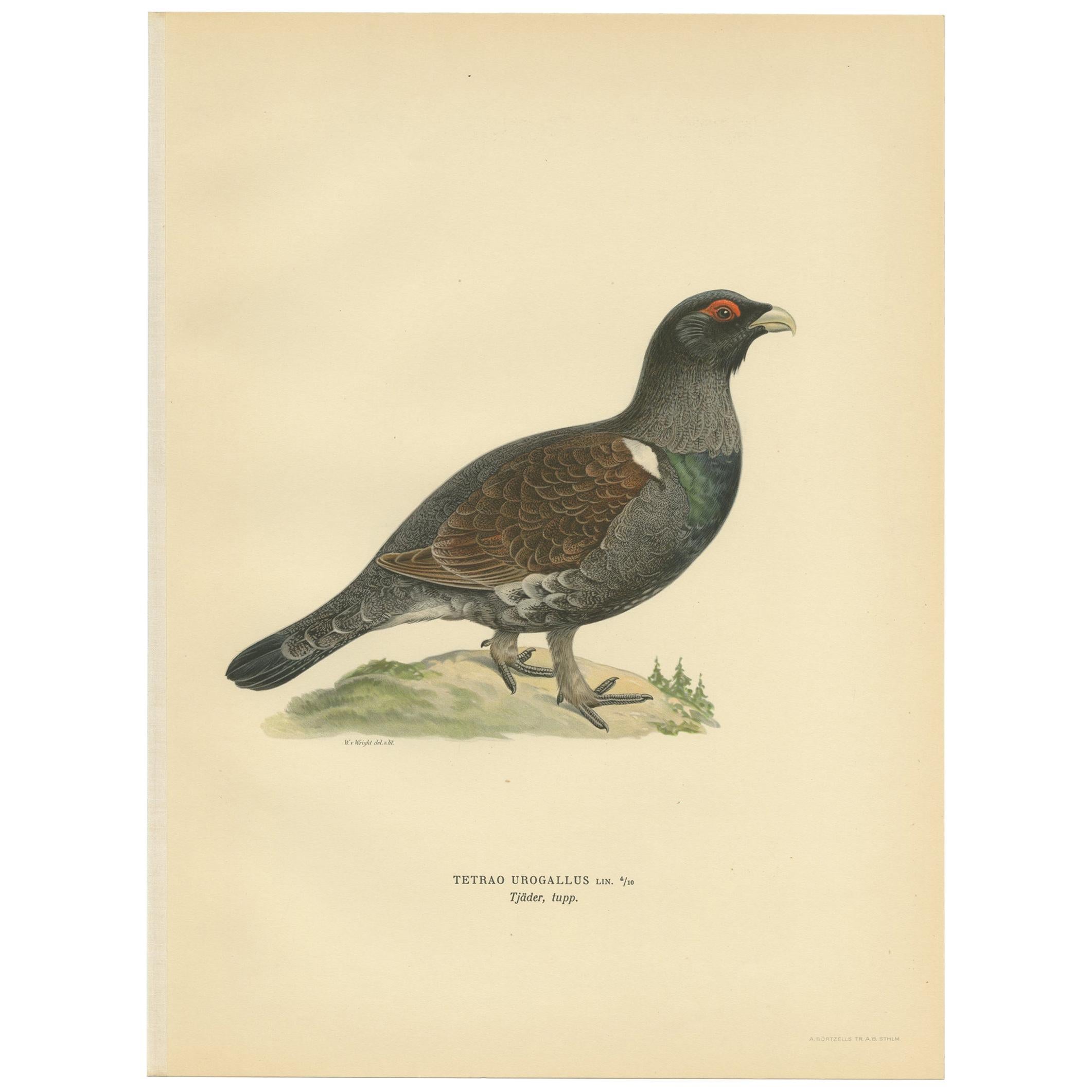 Antique Bird Print of the Western Capercaillie 'Male' by Von Wright, 1929