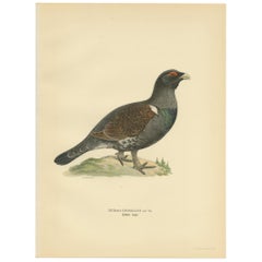 Vintage Bird Print of the Western Capercaillie 'Male' by Von Wright, 1929