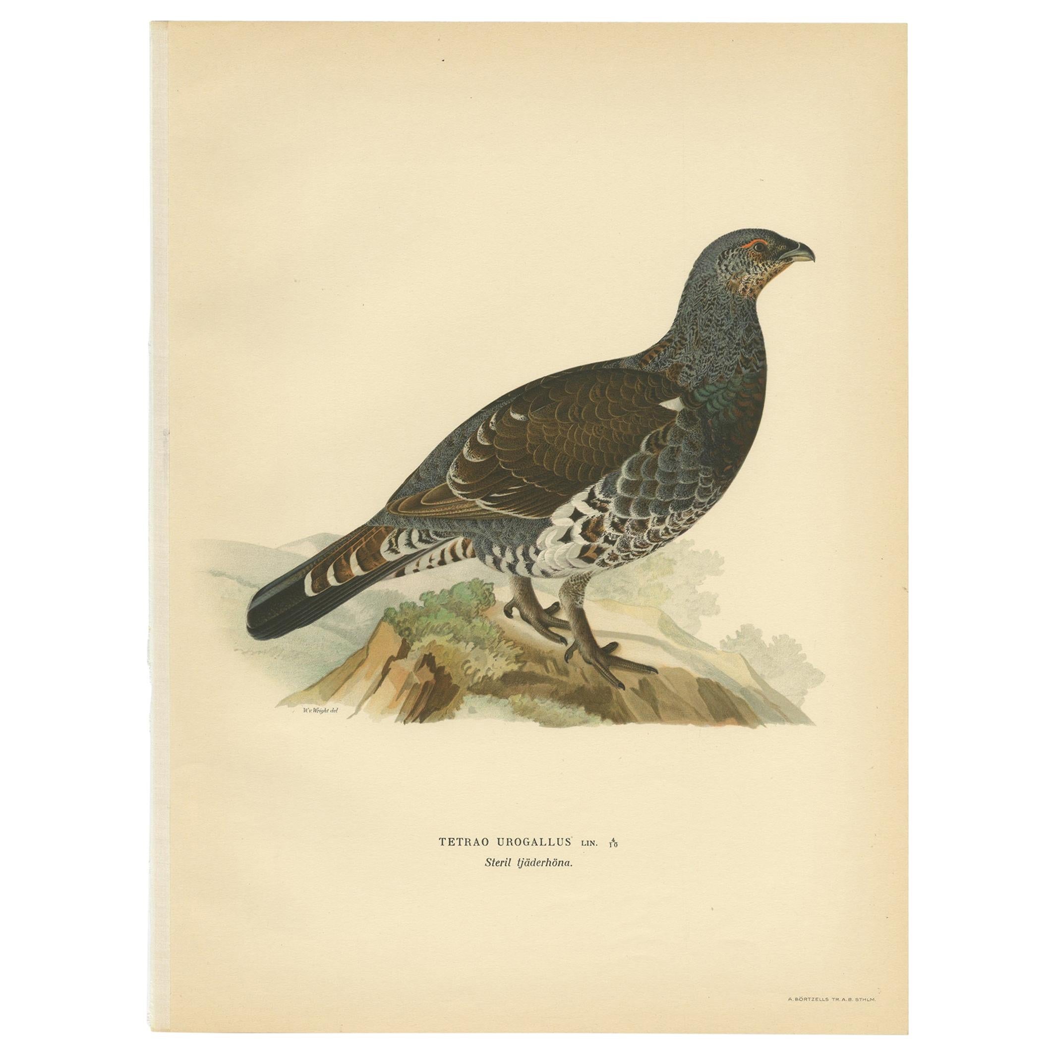 Antiker antiker Vogeldruck der Western Capercaillie „Male“ von Von Wright, 1929