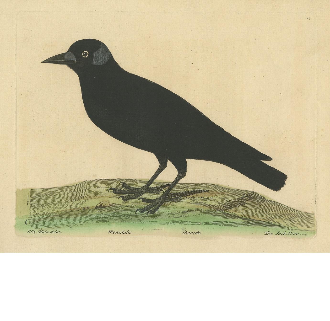 Antiker Druck mit dem Titel 'Monedula - Chovette'. 

Alter Vogeldruck der westlichen Dohle. Die Westliche Dohle (Coloeus monedula), auch bekannt als Eurasische Dohle, Europäische Dohle oder einfach Dohle, ist ein Sperlingsvogel aus der Familie der