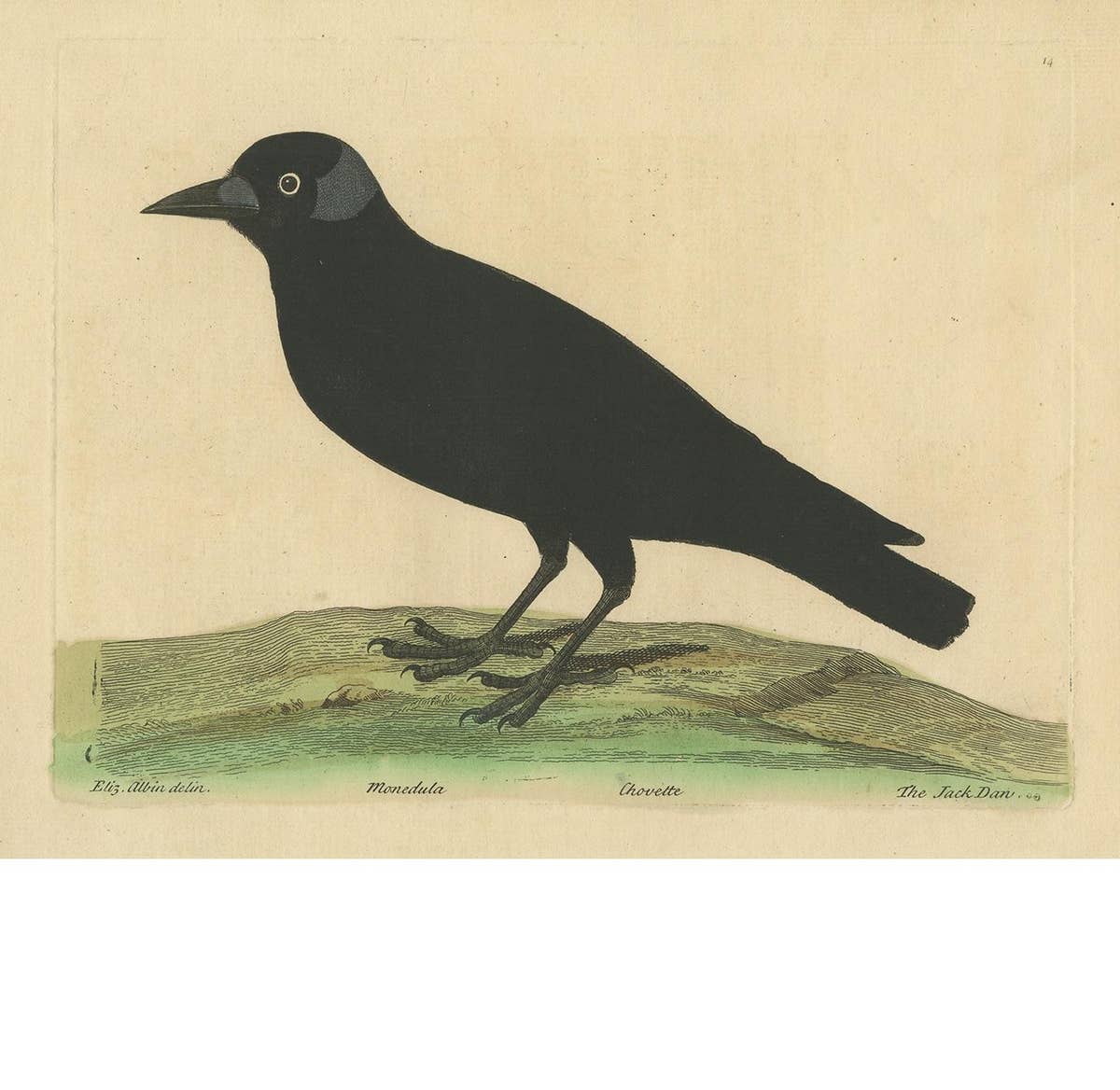 Antique Bird Print of the Western Jackdaw by Albin 'circa 1738'