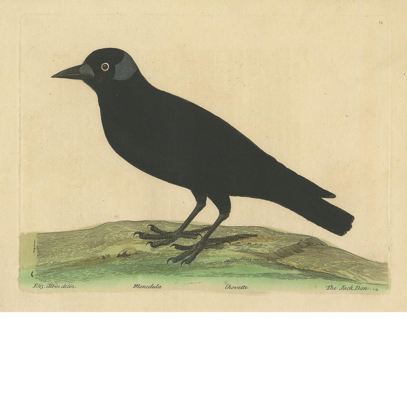 XVIIIe siècle Gravure ancienne d'oiseau du choucas occidental par Albin 'circa 1738' en vente