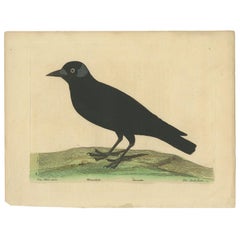 Antique Bird Print of the Western Jackdaw by Albin 'circa 1738'