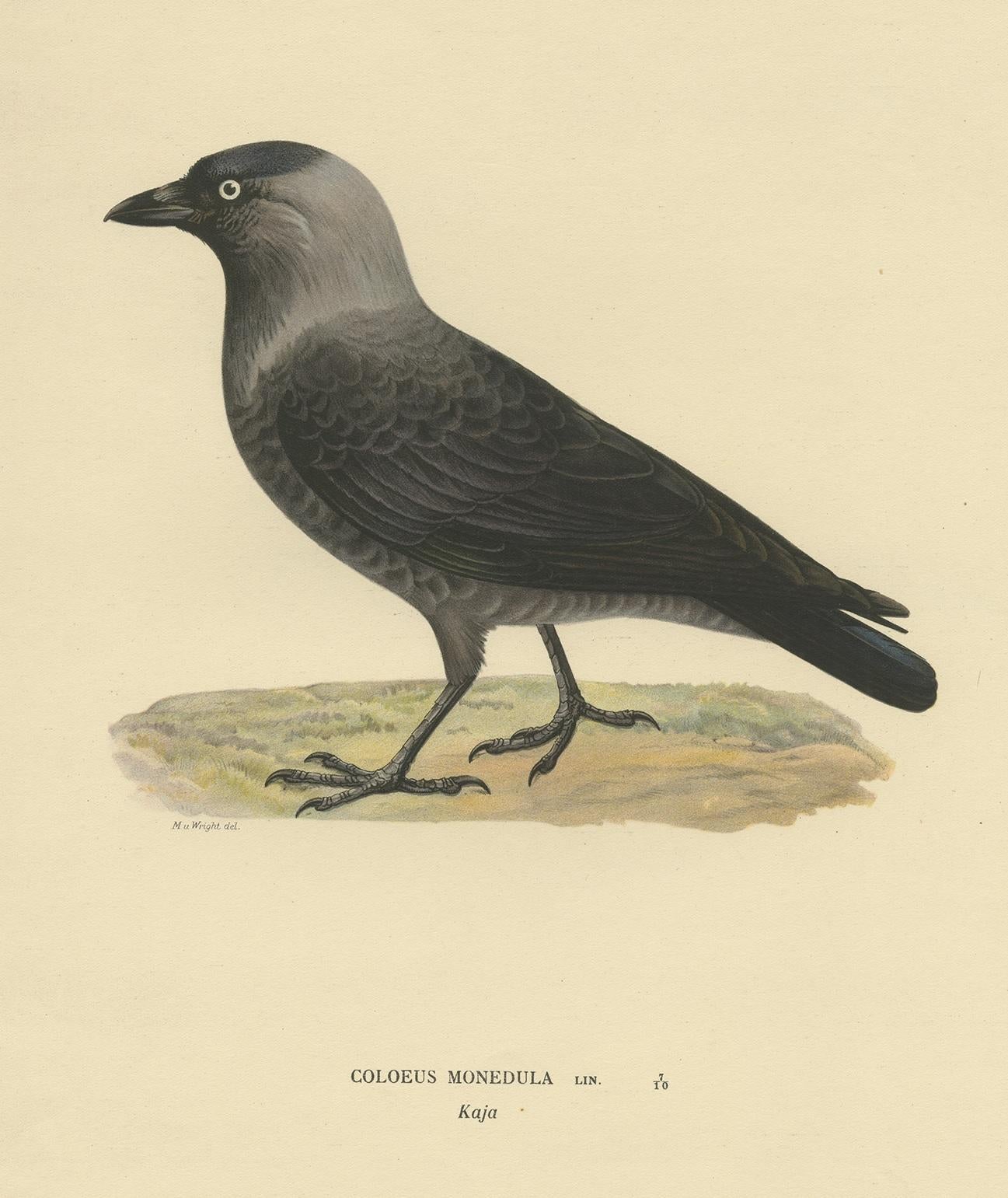 Antique Bird Print of the Western Jackdaw by Von Wright, 1927 In Good Condition In Langweer, NL