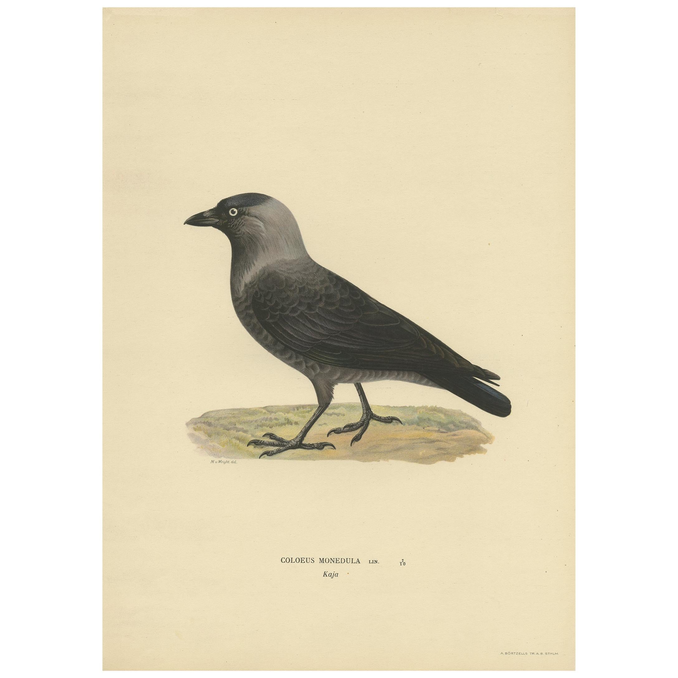 Antique Bird Print of the Western Jackdaw by Von Wright, 1927