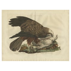 Grabado antiguo de aguilucho lagunero occidental por Sepp & Nozeman, 1770
