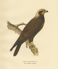 Stampa antica originale del falco di palude occidentale, 1929