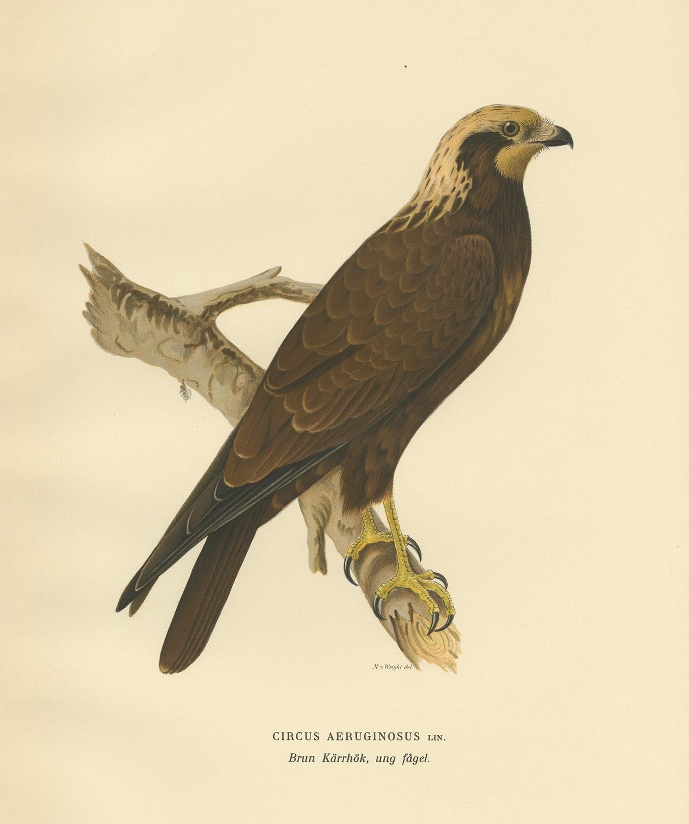 Original Antique Bird Print of the Western Marsh Harrier, 1929 In Good Condition For Sale In Langweer, NL