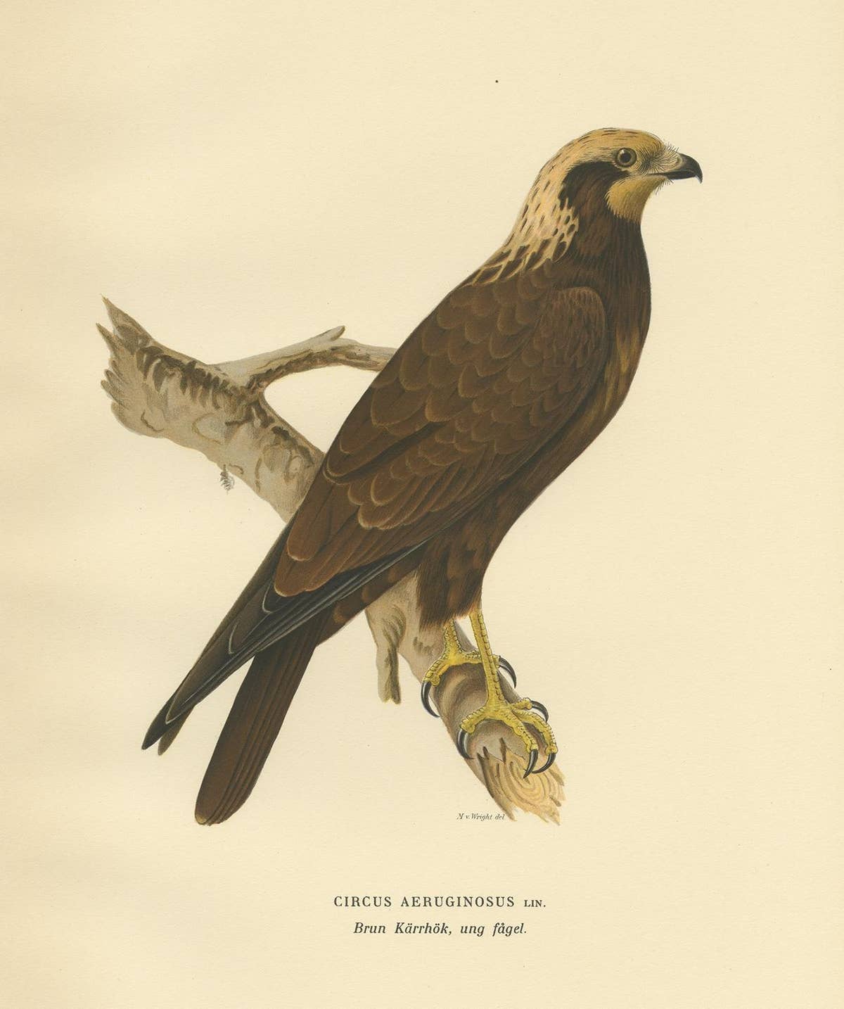 Original Antique Bird Print of the Western Marsh Harrier, 1929