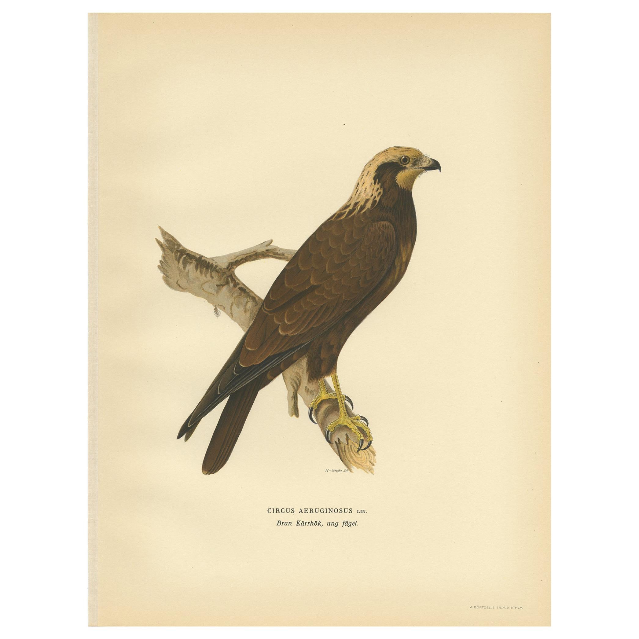 Original Antique Bird Print of the Western Marsh Harrier, 1929 For Sale