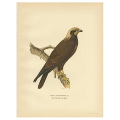Originaler antiker Vogeldruck des Western Marsh Harrier, 1929
