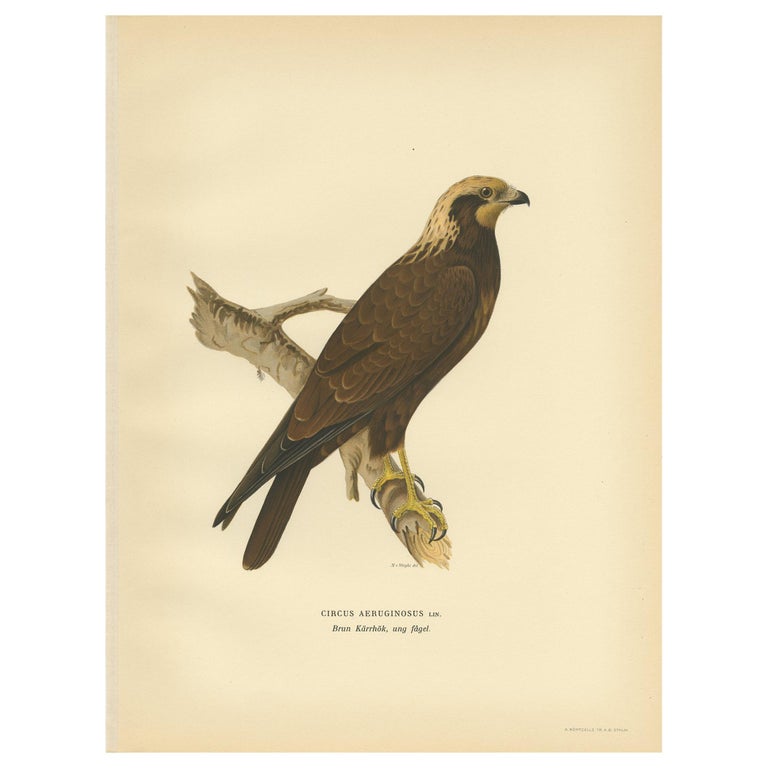 Antique Bird Print of the Western Marsh Harrier by Von Wright, 1929 For ...