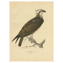 Antique Bird Print of the Western Osprey by Von Wright 
1929
