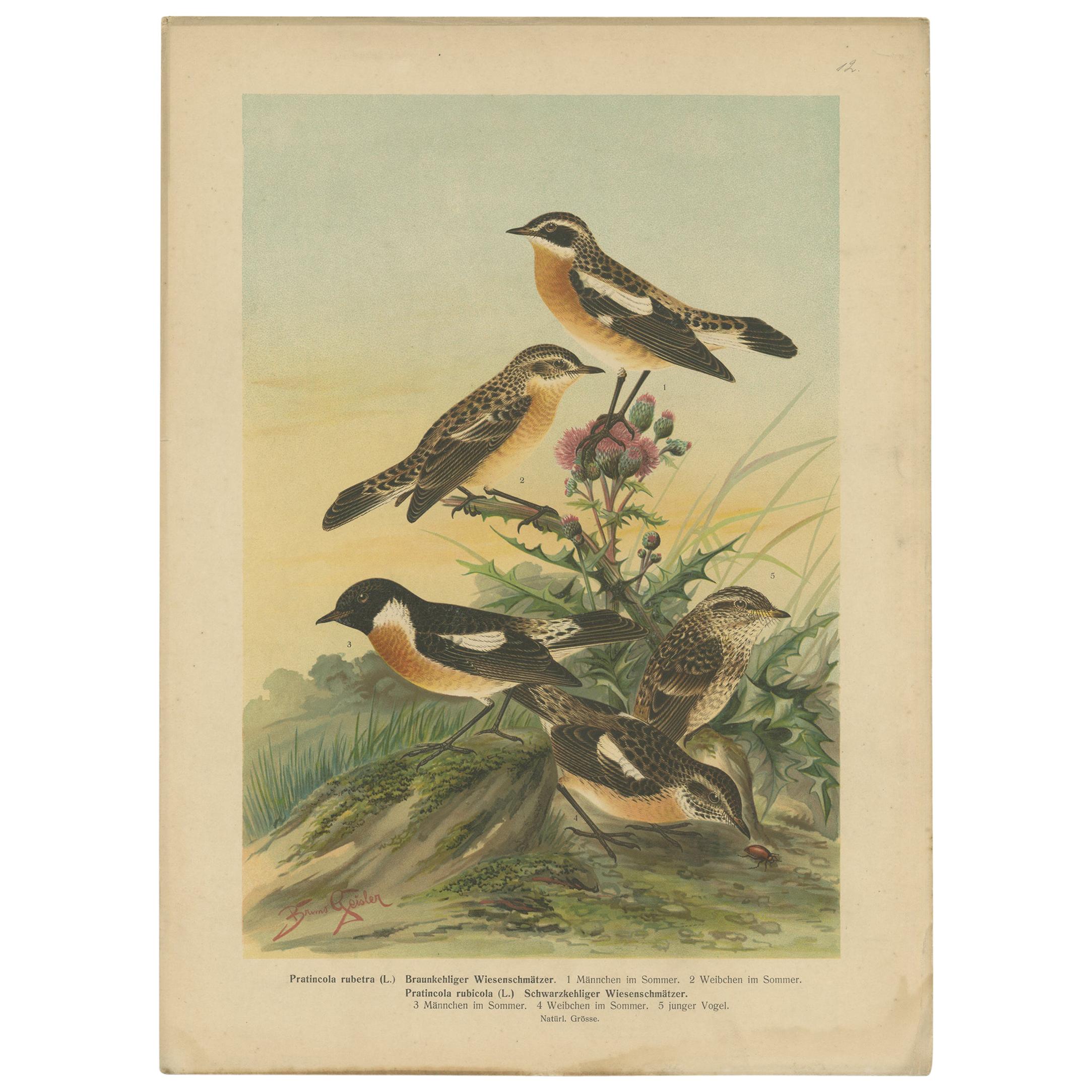 Antique Bird Print of the Whinchat by Naumann, circa 1895