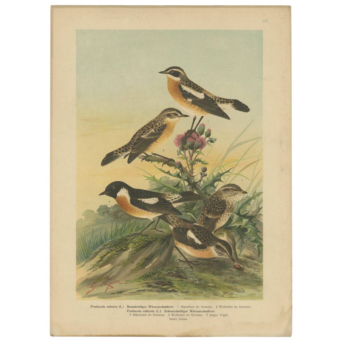 Antique Bird Print of the Whinchat by Naumann, circa 1895
