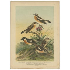 Stampa antica di uccelli dello Stiaccino di Naumann, 1895 circa