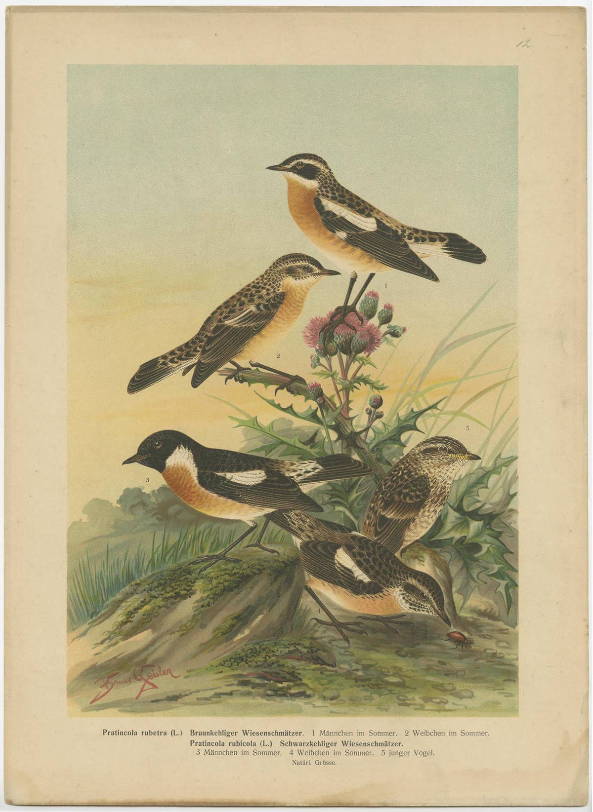Antique Bird Print of the Whinchat by Naumann, circa 1895