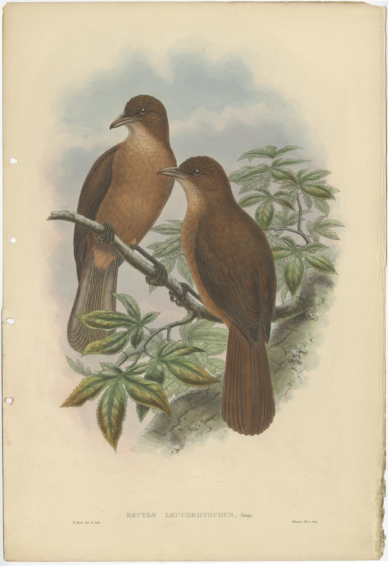 Antique bird print titled 'Rectes Leucorhynchus'. 

This print depicts the White-billed Wood-Shrike. Originates from John Gould's 'Birds of New Guinea and the adjacent Papuan Islands' published 1875-1888. 

Artists and Engravers: John Gould