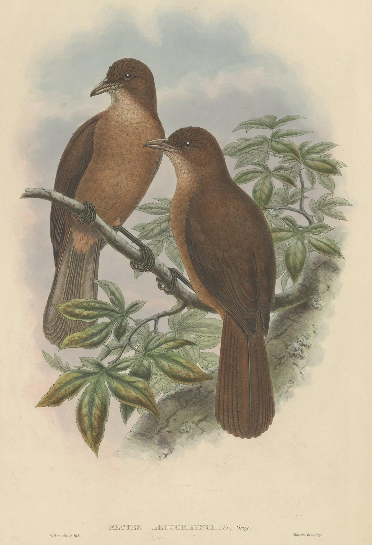 Antique Bird Print of the White-Billed Wood-Shrike of Papua by Gould, ca.1880 In Good Condition For Sale In Langweer, NL