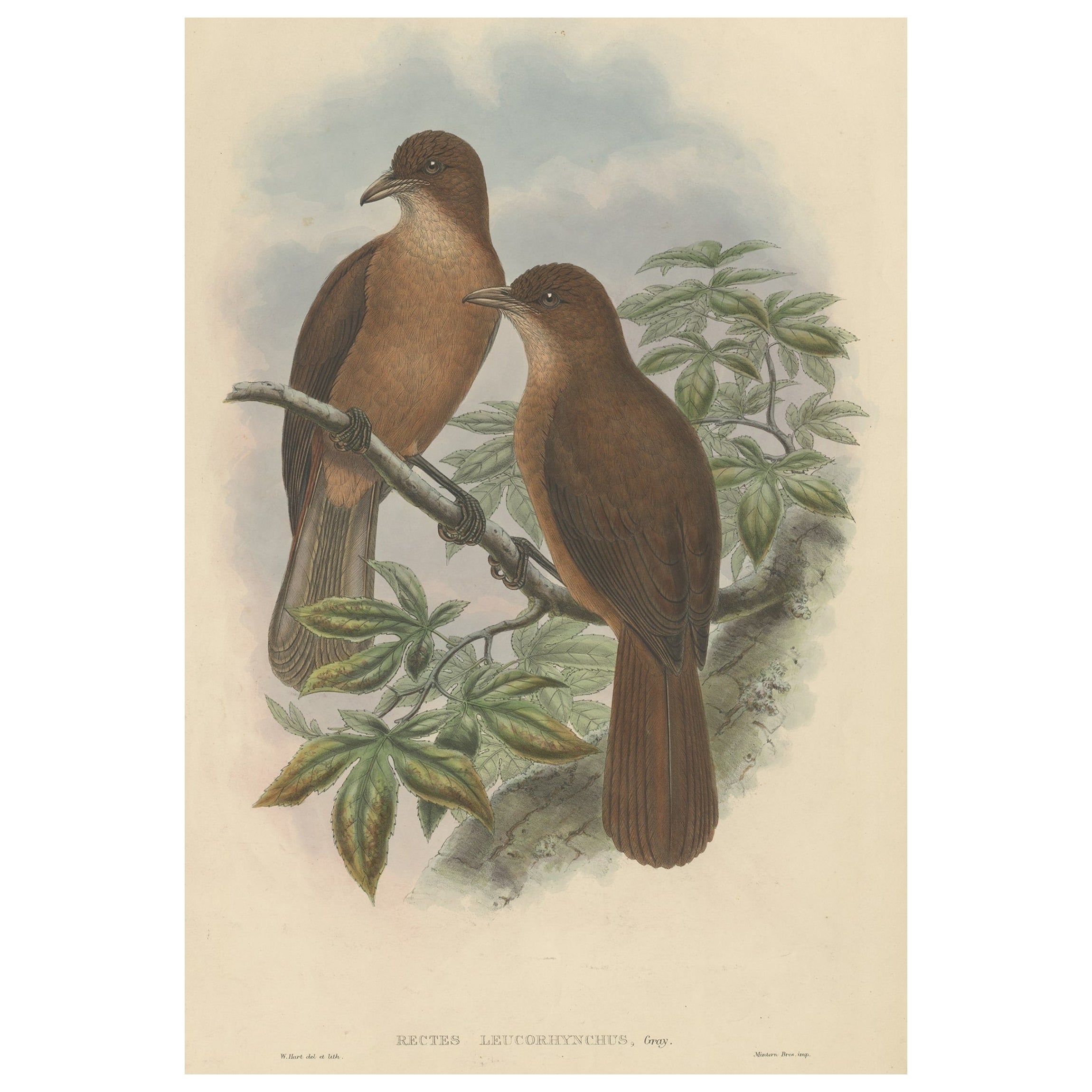 Antiker antiker Vogeldruck des weiß geblümten Holz-Shrike aus Papua von Gould, ca. 1880