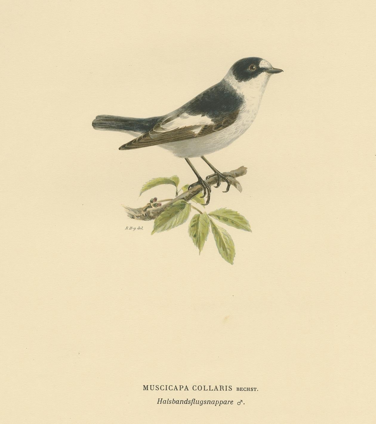 Antique bird print titled 'Muscicapa Collaris'. Old bird print depicting the white-collared flycatcher. This print originates from 'Svenska Foglar Efter Naturen Och Pa Stenritade' by Magnus von Wright.