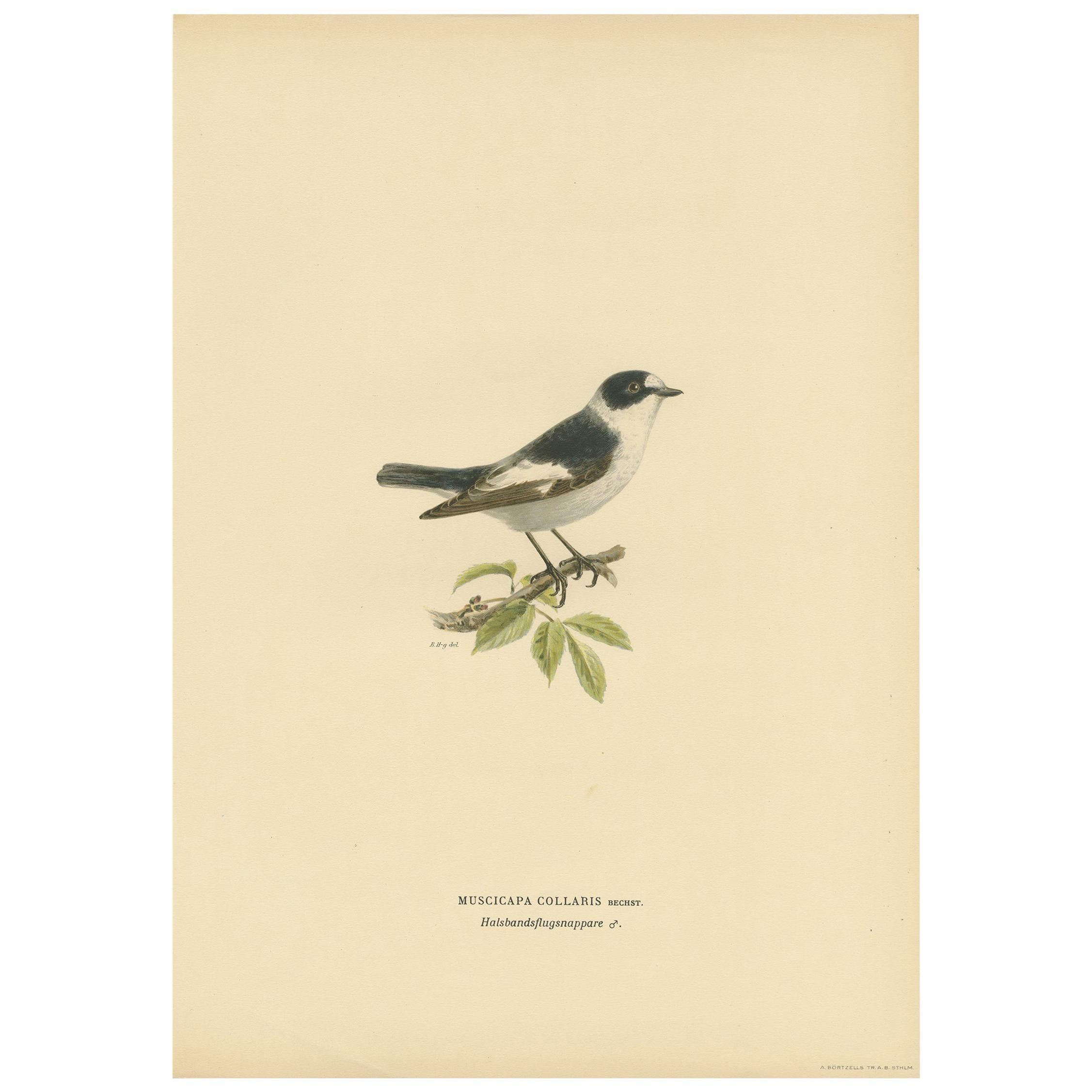 Antiker Vogeldruck des Weißkragenschnäppers von Von Wright:: 1927