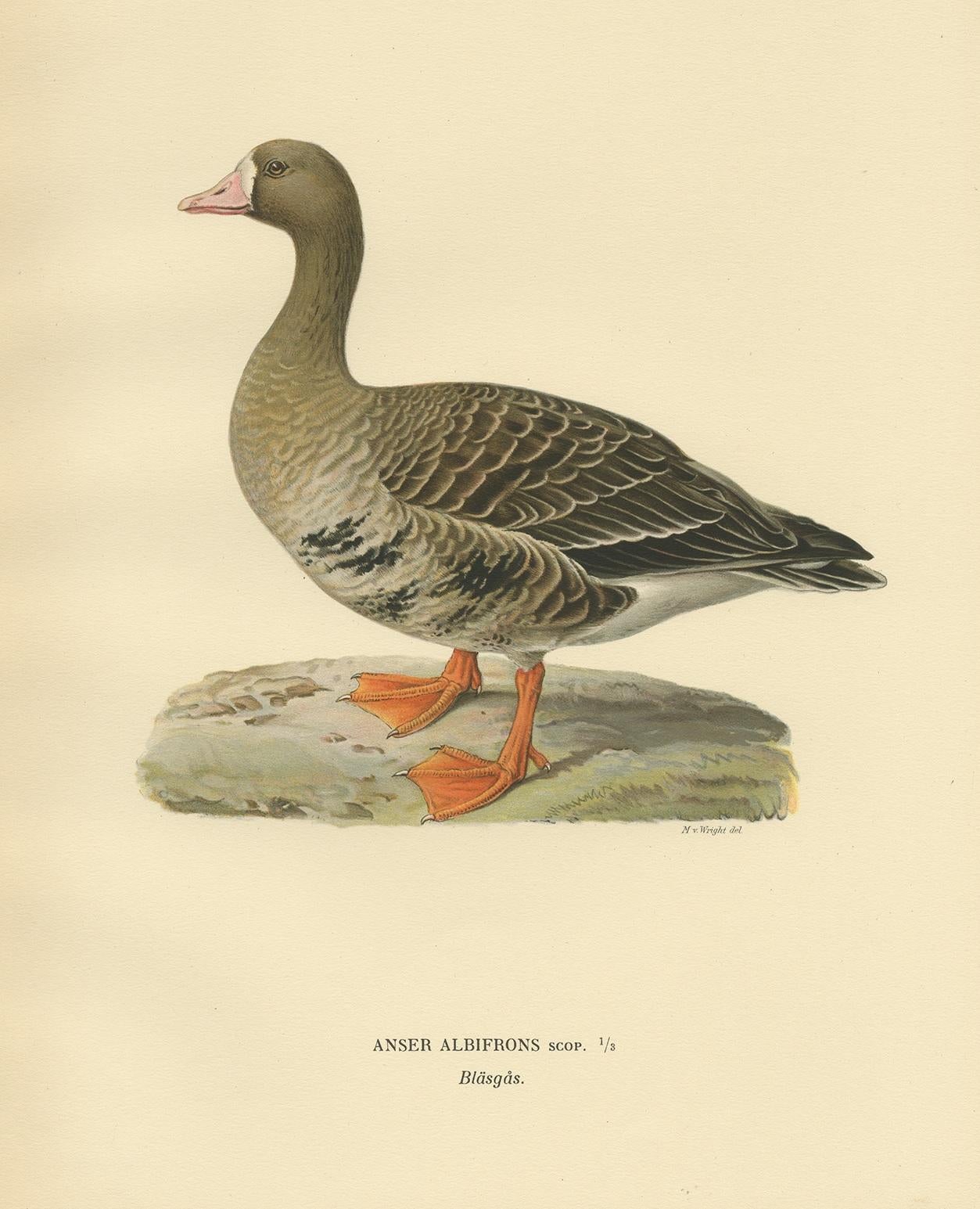 Antique bird print titled 'Anser Albifrons'. Old bird print depicting the white-fronted goose. This print originates from 'Svenska Foglar Efter Naturen Och Pa Stenritade' by Magnus von Wright.