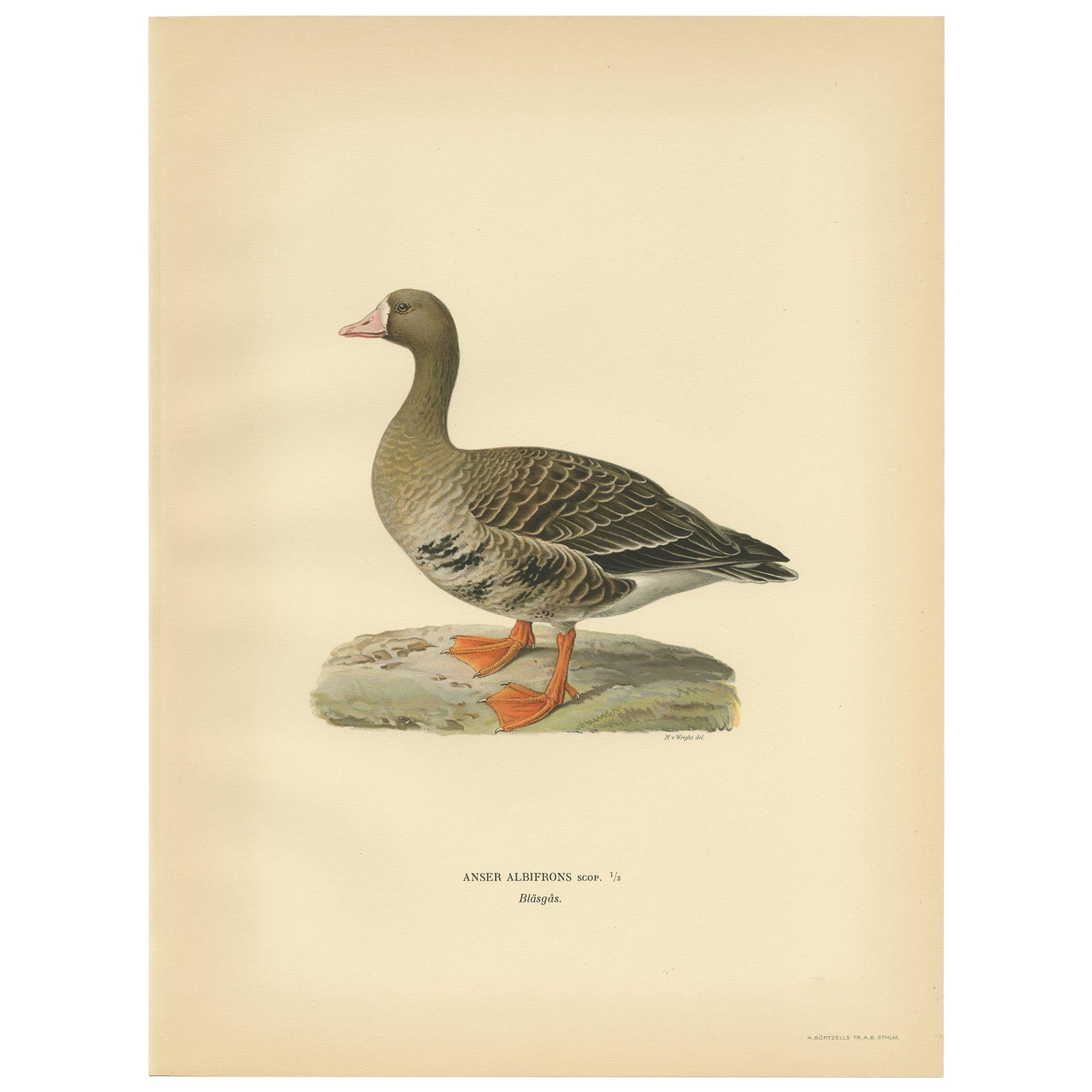 Antique Bird Print of the White-Fronted Goose by Von Wright '1929'