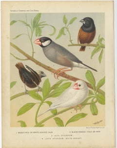 Antique Bird Print of the White-Headed Munia, Chesnut Munia and Java Sparrow