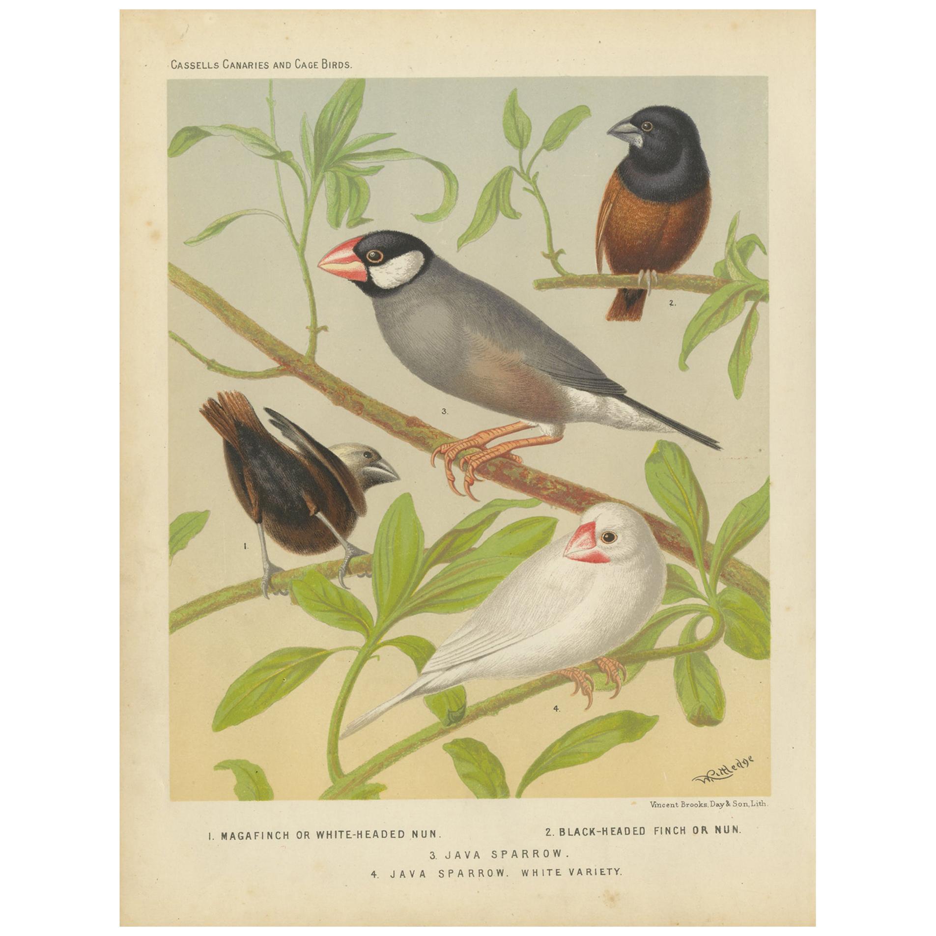 Antique Bird Print of the White-Headed Munia, Chesnut Munia and Java Sparrow