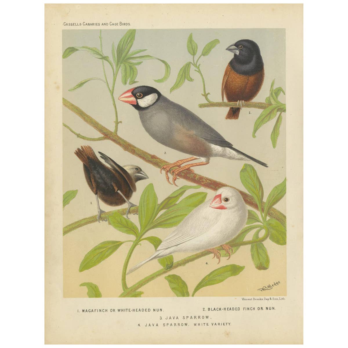 Antique Bird Print of the White-Headed Munia, Chesnut Munia and Java Sparrow