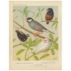 Antique Bird Print of the White-Headed Munia, Chesnut Munia and Java Sparrow