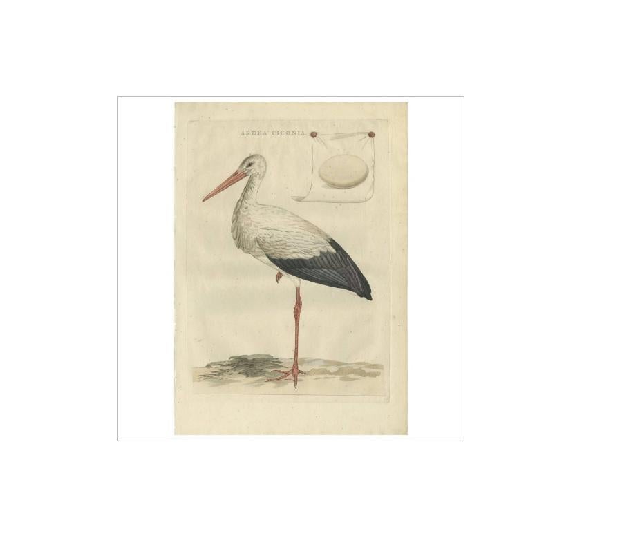 Antique print titled 'Ardea Ciconia'. The white stork (Ciconia ciconia) is a large bird in the stork family Ciconiidae. Its plumage is mainly white, with black on its wings. Adults have long red legs and long pointed red beaks, and measure on