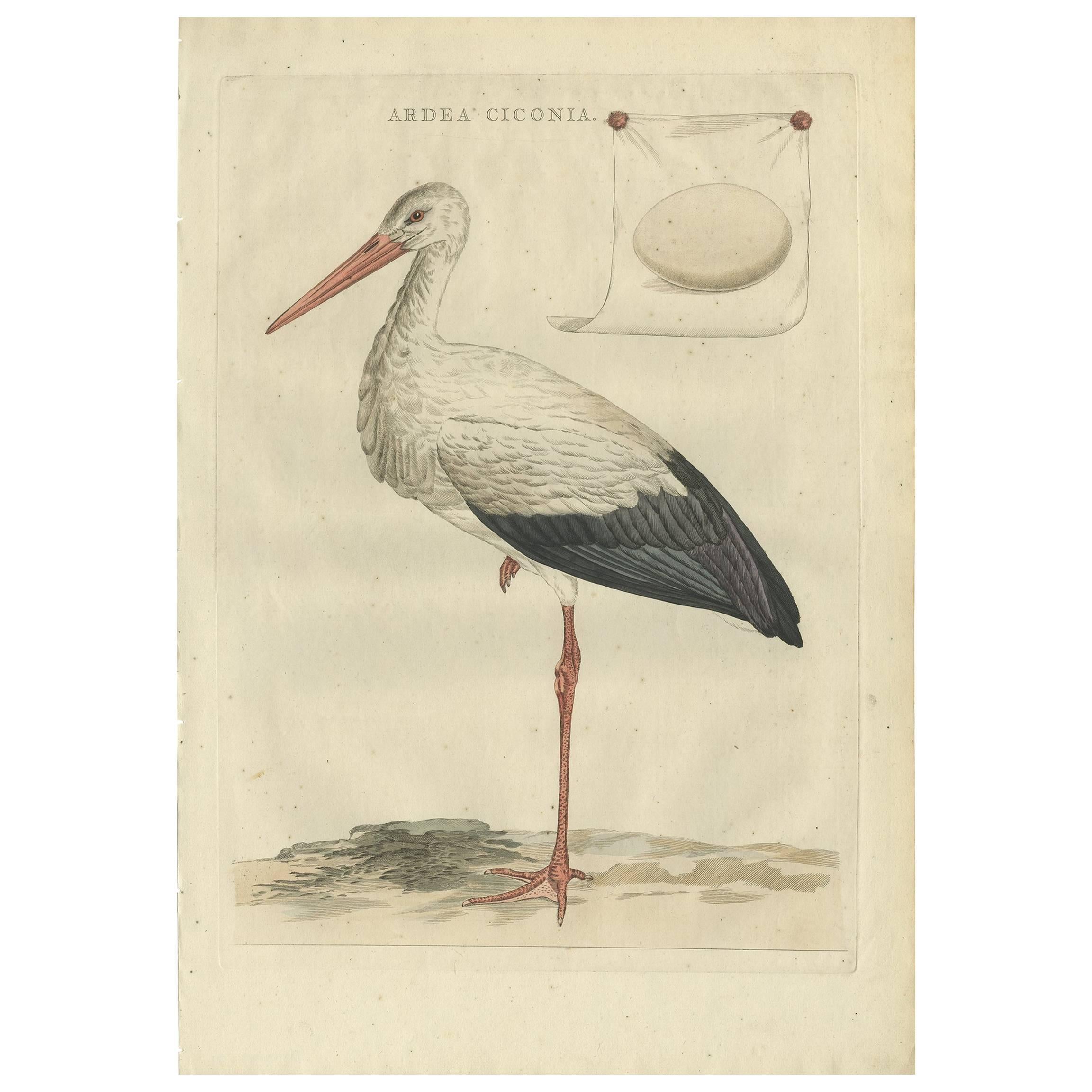 Antiker antiker Vogeldruck des weißen Storks von Sepp & Nozeman, 1789 im Angebot