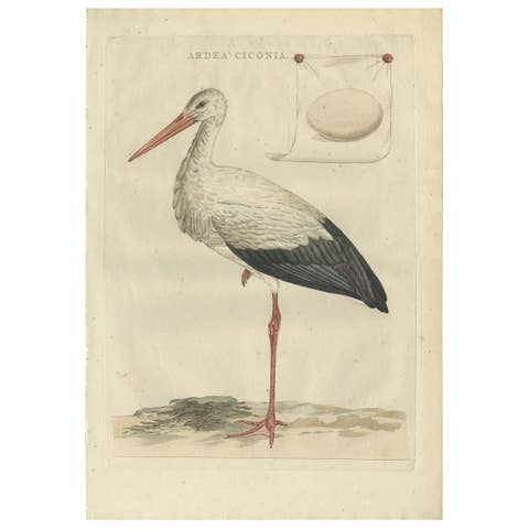 White Stork – Large 18th Century Ornithology Print by Sepp & Nozeman, 1789