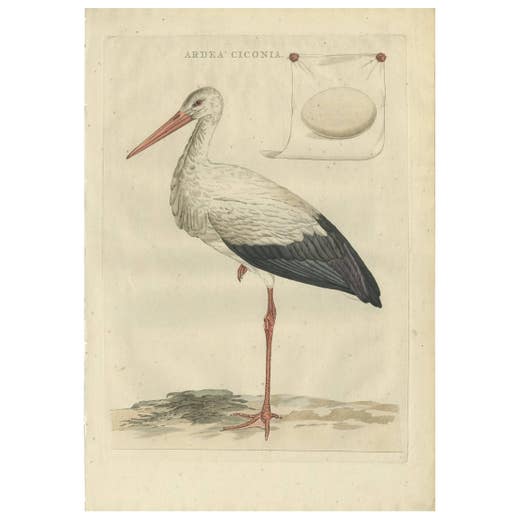 White Stork – Large 18th Century Ornithology Print by Sepp & Nozeman, 1789