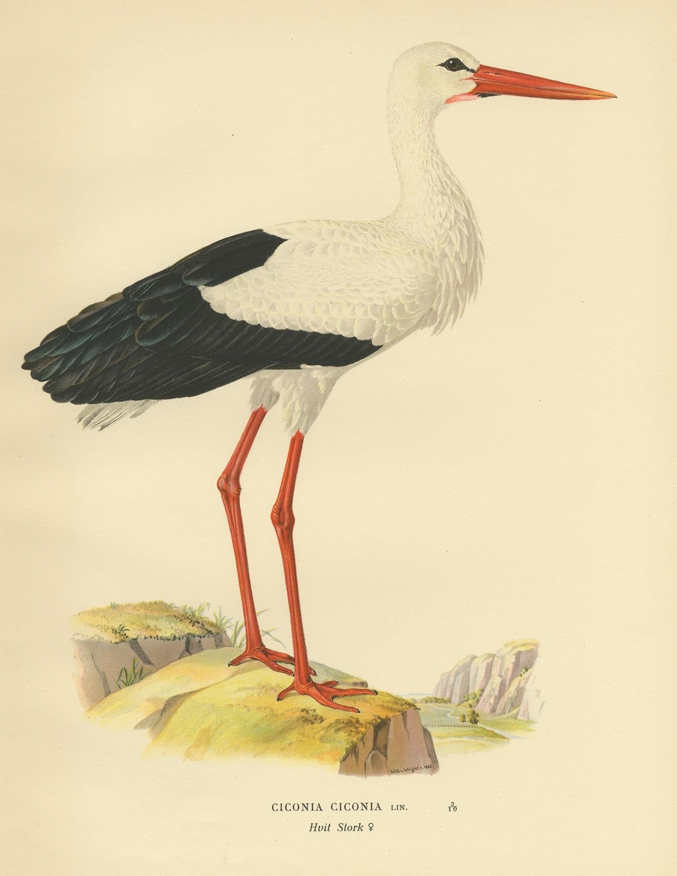 Antique bird print titled 'Ciconia Ciconia'. Old bird print depicting the white stork. This print originates from 'Svenska Foglar Efter Naturen Och Pa Stenritade' by Magnus von Wright.