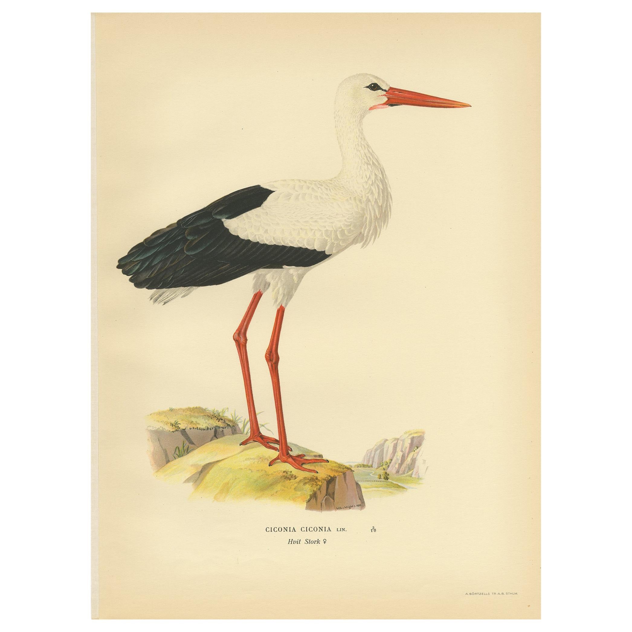 Original Antique Bird Print of the White Stork, '1929' For Sale