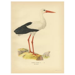 Originaler antiker Vogeldruck des weißen Storks, ''1929''