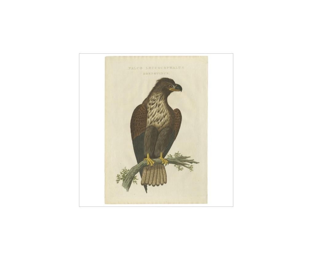 Antiker Druck mit dem Titel 'Falco Leucocephalus hornotinus'. Der Seeadler (Haliaeetus albicilla) ist ein sehr großer Adler, der in ganz Eurasien verbreitet ist. Wie alle Adler gehört er zur Familie der Accipitridae (oder Accipitriden), zu der auch