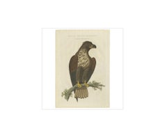 Antiker antiker Vogeldruck des weiß taillierten Adlers von Sepp & Nozeman, 1829