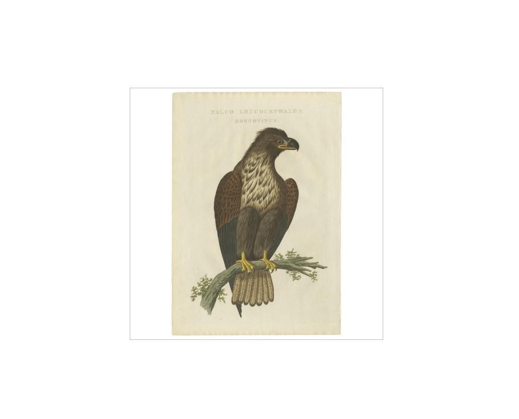 Antiker antiker Vogeldruck des weiß taillierten Adlers von Sepp & Nozeman, 1829 im Zustand „Gut“ im Angebot in Langweer, NL
