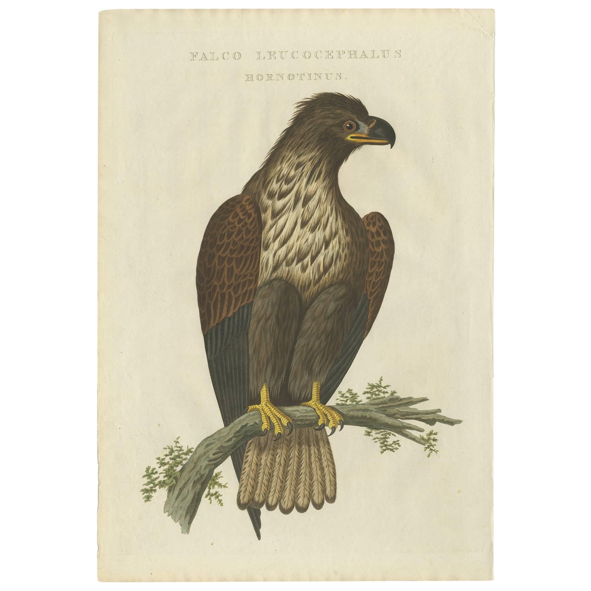 Impression ancienne d'oiseau à queue d'aigle blanche par Sepp & Nozeman, 1829