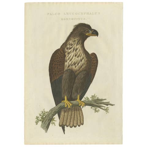 White-Tailed Eagle – Falco Leucocephalus Hornotinus – Antique Bird Print c.1829